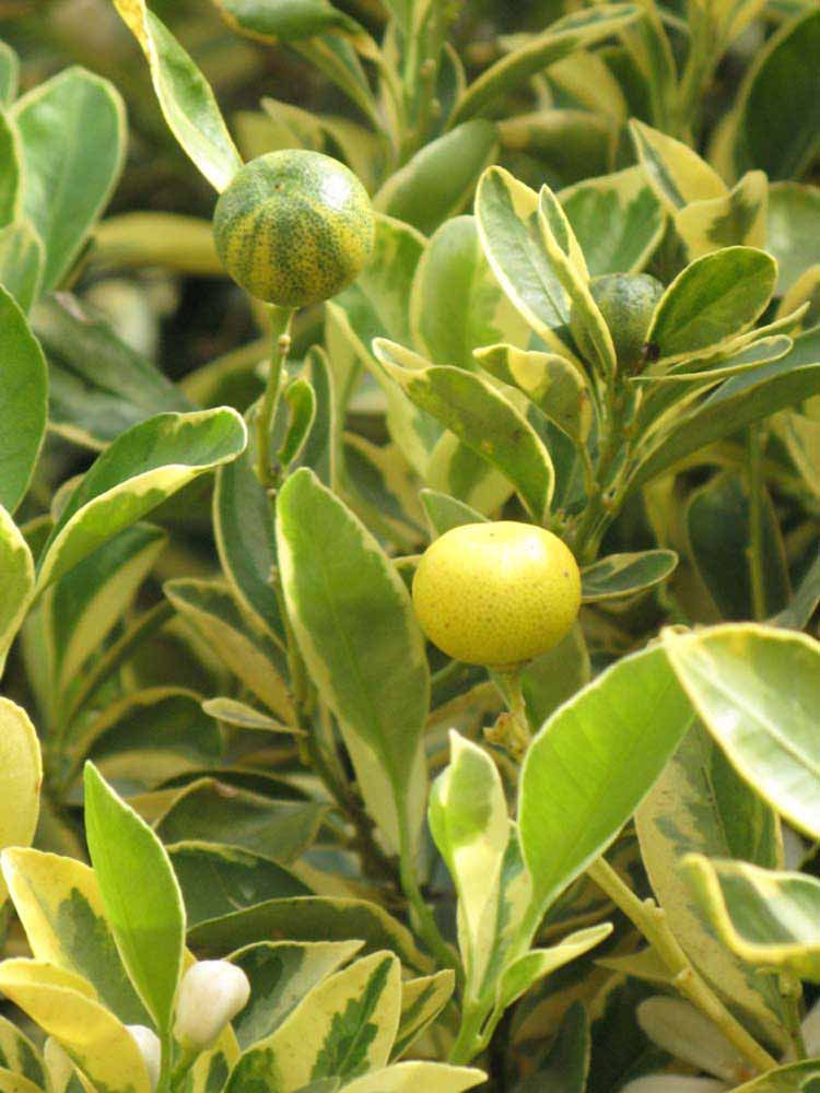              Sun leaves (Riverside, CA)       